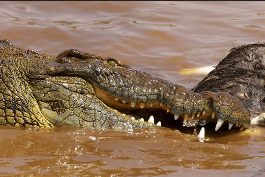 9-Day Great Migration & Crater Safari