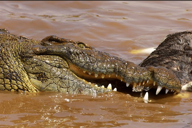 9-Day Great Migration & Crater Safari photo 2