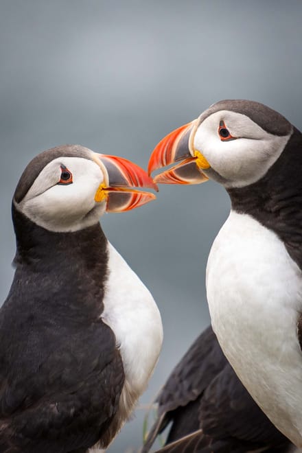 Westman Islands Adventure - Private Eco Tour