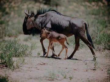 Wildebeest Calving Season Safari