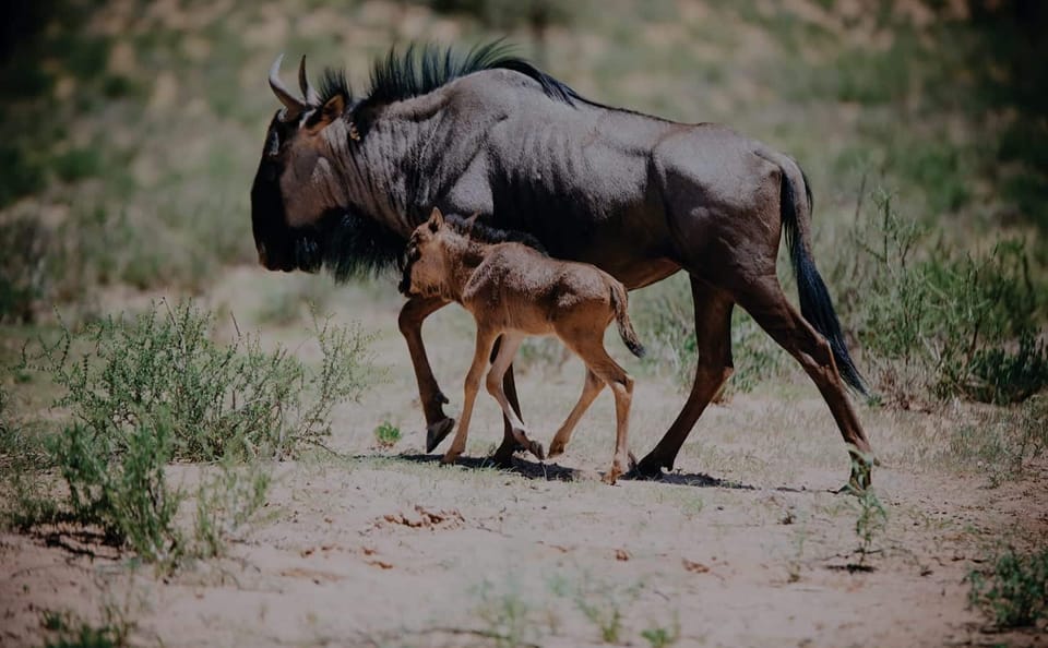 Wildebeest Calving Season Safari