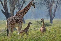 Rothschild giraffe