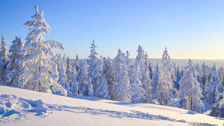 Beautiful frozen Taiga forest in Rovaniemi