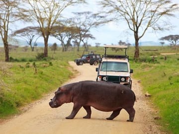 Hippopotamus