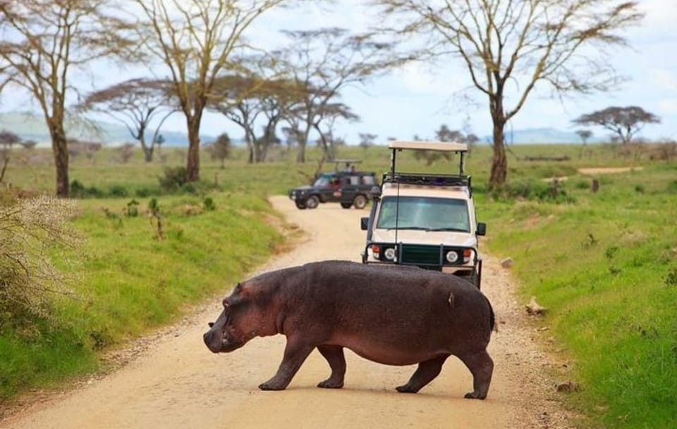 Day Tour of Lake Nakuru Park with Optional Boat Ride