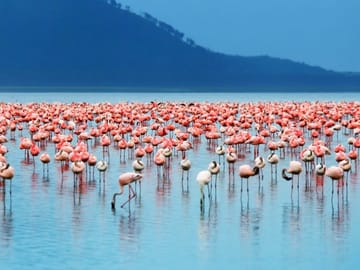 4 Days group safari in a safari van With no park fees