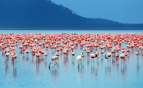 4 Days group safari in a safari van With no park fees
