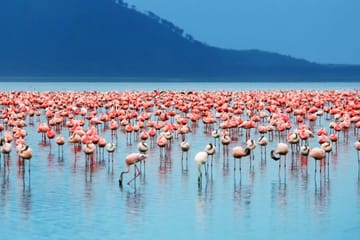 4 Days group safari in a safari van With no park fees