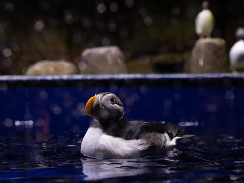 Rescued puffin in habitat at Visitor Centre