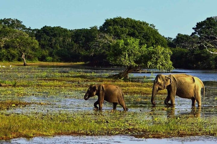 Yala Safari Tour from Nuwara Eliya  9