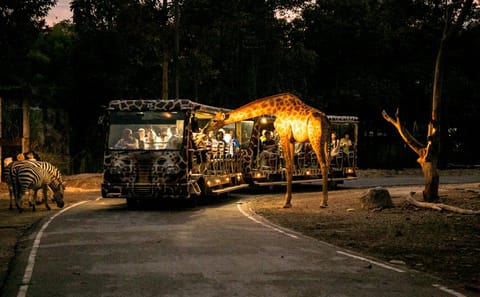 Chiang Mai Day or Night Safari Park Wildlife Experience