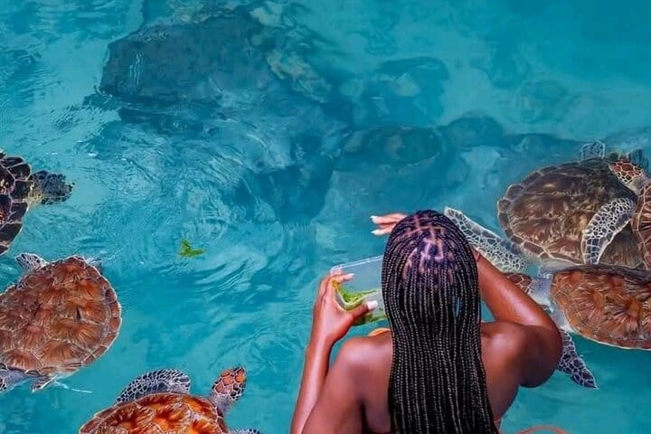 Zanzibar Swim, Snorkel & Feed Turtles at Baraka Aquarium