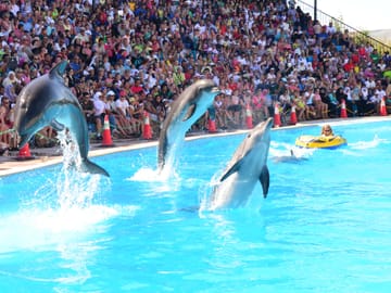 Dolphin Show Experience at Dolphin View in Sharm El Sheikh