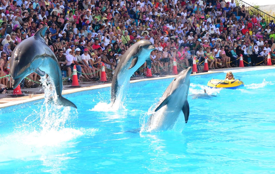 Dolphin Show Experience at Dolphin View in Sharm El Sheikh