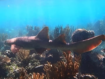 Puerto Morelos Reef Snorkeling with Private Transportation