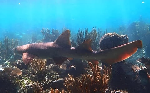Puerto Morelos Reef Snorkeling with Private Transportation