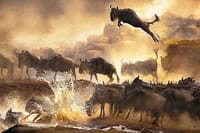 wildebeests crossing