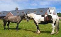 Killarney National Park horseback ride. Kerry. Guided. 1 hour. 10