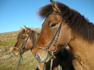 Into The Hot Spring Valley - Horseback ride & bathe (small groups guarantee) - Reykjadalur, photo 9
