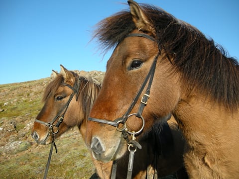 Into The Hot Spring Valley - Horseback ride & bathe (small groups guarantee) - Reykjadalur, photo 9