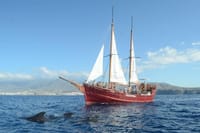 Whale & Dolphin Watching Experience + Los Gigantes And Masca 1