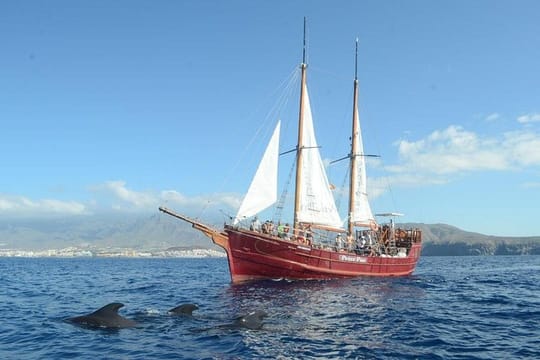 Whale & Dolphin Watching Experience + Los Gigantes And Masca