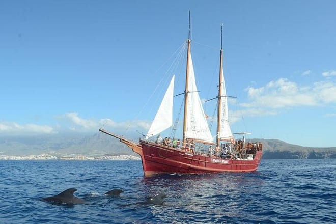 Whale & Dolphin Watching Experience + Los Gigantes And Masca