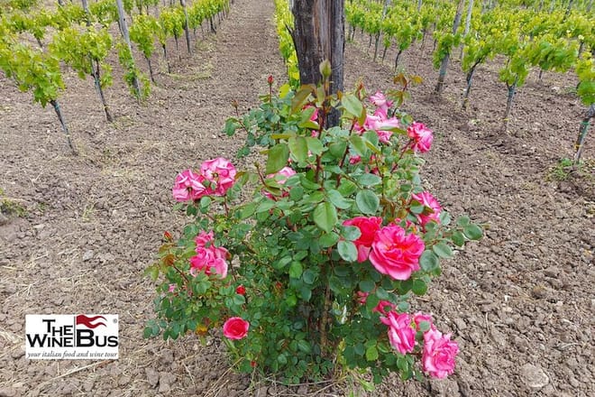 Private Irpinia Wine Tour from Sorrento with Sommelier - Photo 10