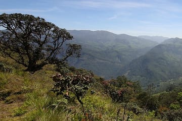 Kerala Odyssey: Munnar, Thekkady & Alleppey