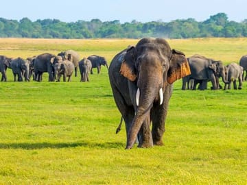 Minneriya National Park Safari Tour from Habarana