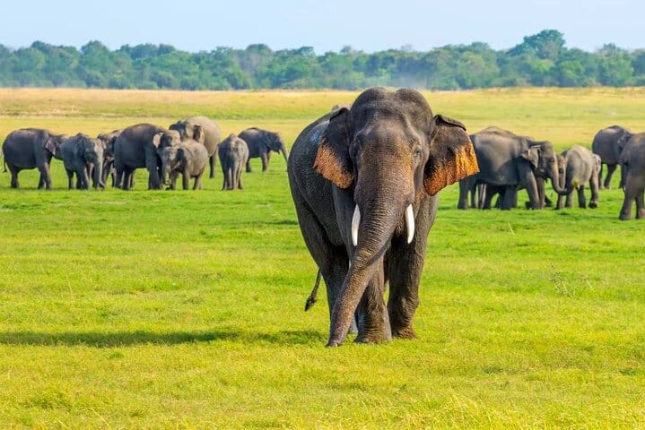 Minneriya Safari Tour from Habarana  3