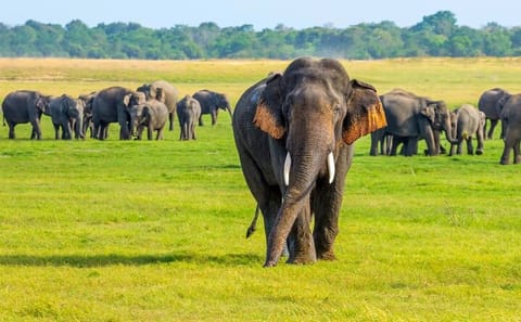 Minneriya National Park Safari Tour from Habarana