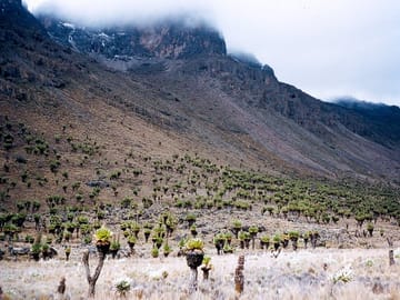 Chest nut vegetation which is native