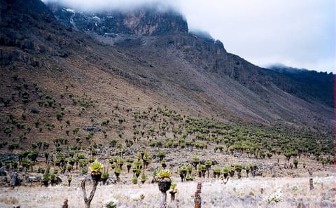 Full Day Tour in Mount Kenya from Nairobi