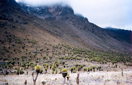 Full Day Tour in Mount Kenya from Nairobi