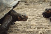  4-Day Galapagos Island Hopping Tour 9