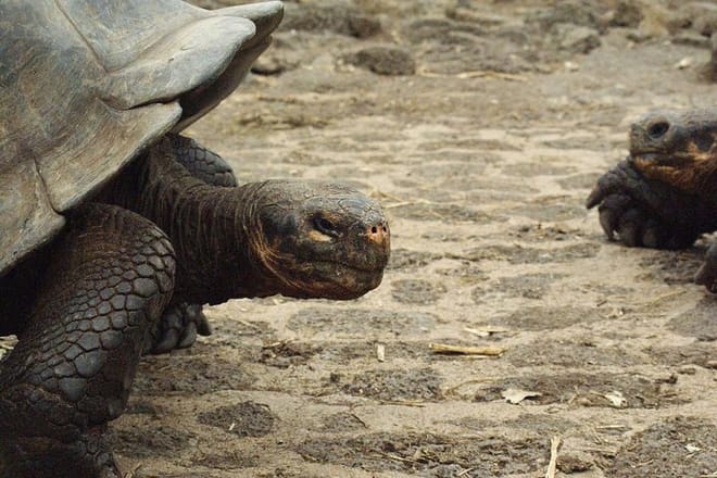  4-Day Galapagos Island Hopping Tour 9