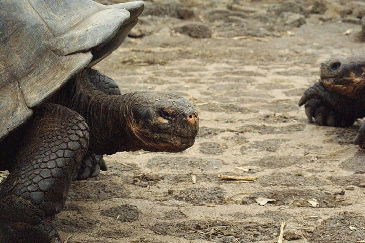  4-Day Galapagos Island Hopping Tour 9