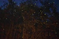 Kuala Selangor Fireflies & Blue Tears Guided Tour w Dinner (SIC) 1