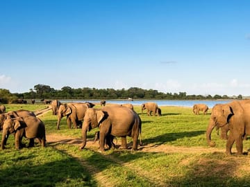 Leopard and Elephant Safari in Yala and Udawalawe National Parks
