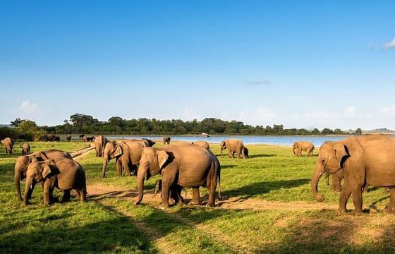 Sri Lanka Leopards and Elephants Safari Yala and Udawalawe