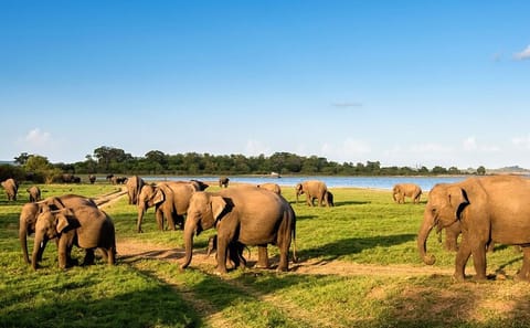 Leopard and Elephant Safari in Yala and Udawalawe National Parks