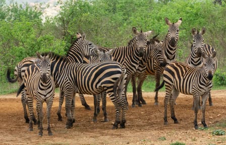 One Day Wildlife Safari in Tsavo East National Park, Kenya