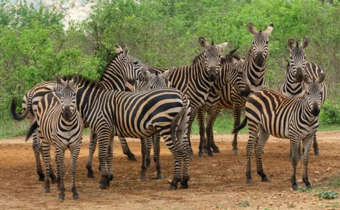 One Day Wildlife Safari in Tsavo East National Park, Kenya