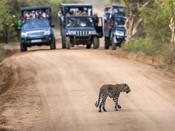 Jungle Safari