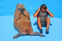 Premium Dolphin Watching & Live Show in Pool - Hurghada 3