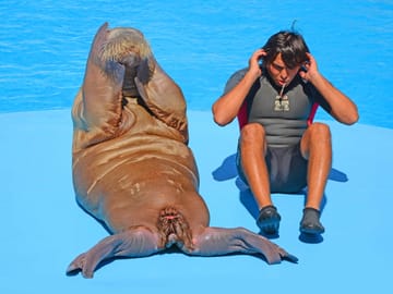 Premium Dolphin Watching & Live Show in Pool – Hurghada