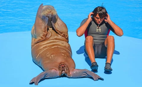 Premium Dolphin Watching & Live Show in Pool – Hurghada
