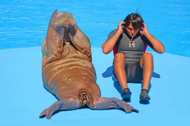 Premium Dolphin Watching & Live Show in Pool - Hurghada photo 3