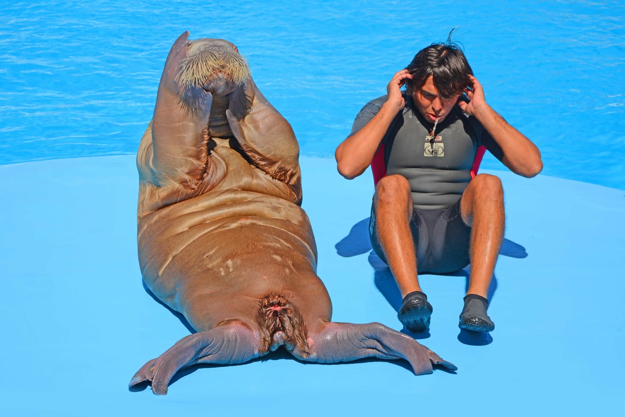 Premium Dolphin Watching & Live Show in Pool - Hurghada 3